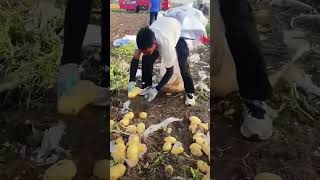 #shorts #agritools #farming2024 #agriculture  #JIKreactionagritools in farming 2024