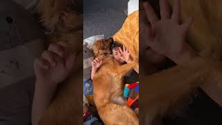 Rocco and Ody #kidspets #dogs #doghug #cuddledog