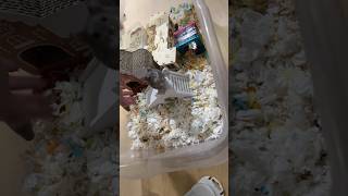 Not only rats can learn tricks! Hackamore the hamster learn to use the slide with human instructions