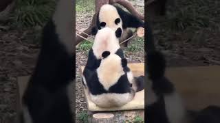 🐼 Panda Mom vs. Two Baby Pandas! Playful Chaos & Cuteness Overload 💥💕 #PandaFamily  #cuteanimals