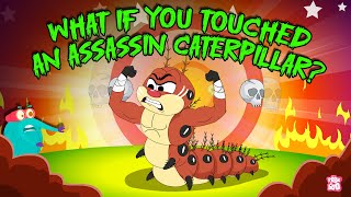 Don't Touch It 🐛 What Happens if You Touch an Assassin Caterpillar? | Poisonous Caterpillars