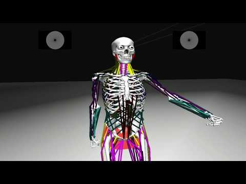 SIGGRAPH 2018: Deep Learning of Biomimetic Sensorimotor Control for Biomechanical Human Animation