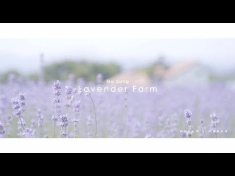 강원도 고성 라벤더 팜 "Go Sung Lavender Fam" | 꽃멍 | 힐링 | 마음을 치유하는 영상 | 정서정화 | 영상으로 산책하기 |