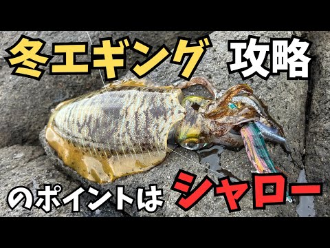 エギング　ポイント　冬はシャローが熱い　オススメのエギ　釣り #에깅 #Egging  #Egiou K  #軍艦グリーン