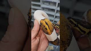 My first Pied is stunning 😚👌 #piedballpython #pythonregius #ballpython #exotics #reptiles #python