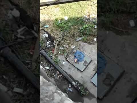 Rescue Cat family