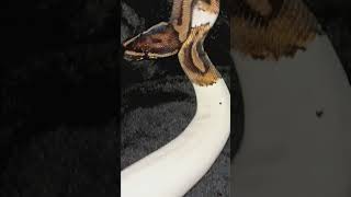 🤍#snake #viral #shorts #foryou #reptiles #animals #fypシ#piedballpython
