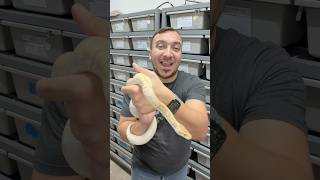 Python Breeding Season is here!!!