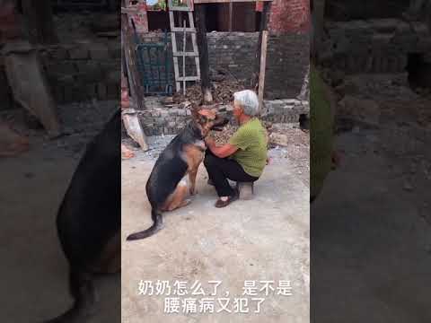 Smart and Lovable Dog you must like