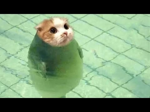 Funniest animals will make you laugh until crying 😂