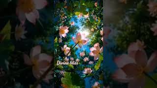Divine bliss #om #divine #nectar #hindu #omchanting #omchantingsleep #omchantingmusic #omchant