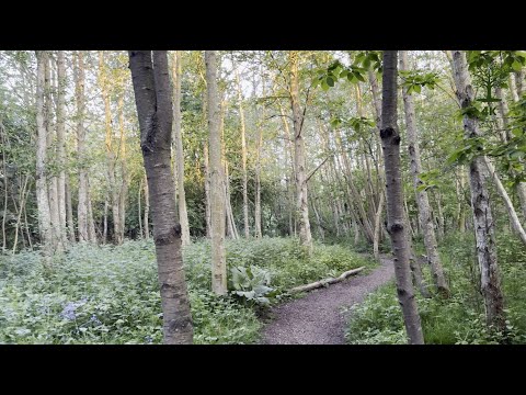 Fading light along the nature trail