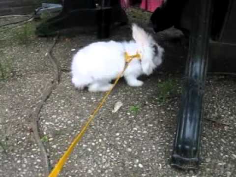 Bibi outside for the first time...