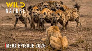 HYENA VS LION | Fight to Rule #wildanimals | Wild Nature