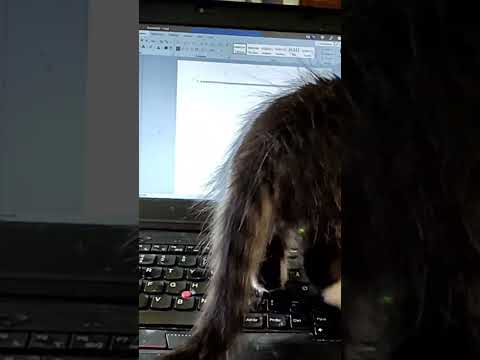Kitten is a Typewriter Master #funnycat #typingwork #fasttyping  #typewriter