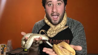 Ball Python Breeding Season Kickoff!