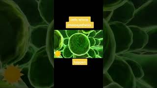 Inside the Leaf - Photosynthesis - #animation #biology #photosynthesisinhigherplants #shortvideo