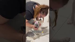 #dog#AdorableAnimals#PetAdventures#dailypetsvlog