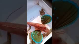 Wtf Is this a fish or a butterfly? Does anyone know his name? #shortvideo #trending #tiktok #fish