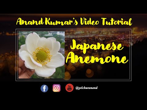 Japanese Anemone By AnandKumar
