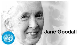 Remembering Dr. Jane Goodall | United Nations