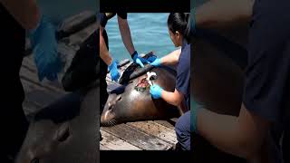 Cleaning a Giant Seal in the Open Ocean! 🦭🌊 #seaanimals #animalcare #oceanrescue