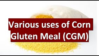 What is Corn Gluten Meal (CGM)? Various uses of CGM