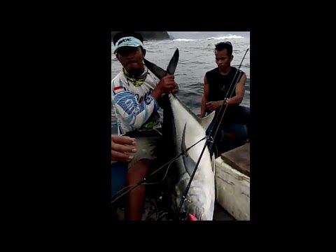 Babon gt 29 kg vs maguro thunnus