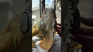 #girgit #Lizard #chameleon #tranding #short