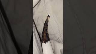 🤍🐍#snake #viralvideo #foryou #reptiles #animals #fypシ#piedballpython #ballpython