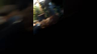 Lazarus the Genetic Stripe Ball Python