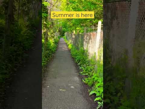 Summer walks to the train