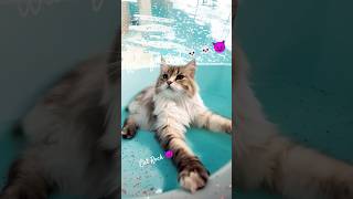 cat swimming ❌cat rock☠️☠️# #CatHumor #WaterLovingCats #CatContent #Naughtycat#catplaytime#