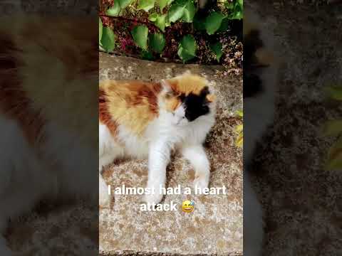 local cats in Madeira are unpredictable 😅 #funny #funnyvideo #cats #funnycats #catvideos #madeira