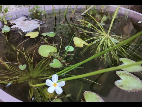 Starting a New Mini Pond with a Montezuma Cypress