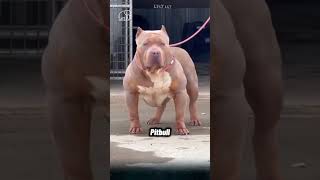 Animal Glow Up! From Tiny Pets to Majestic Creatures 🔥