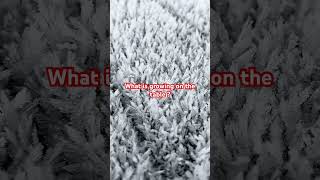 Cold climate growth #shorts #ice #frostyfun  #frostbitegaming