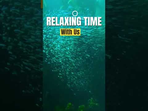 Meditation Music / Stress Relief Music