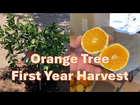 Planting An Orange Tree And First Year Fruits