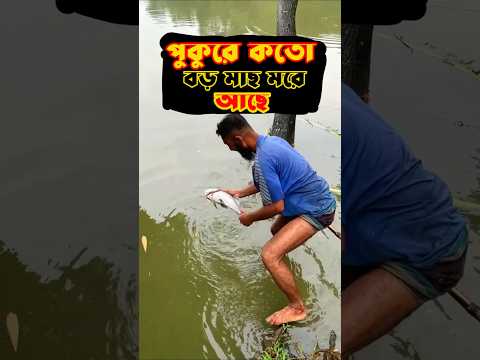 পুকুরে কতো বড় কাতল মাছ মরে আছে 😱#Sheikhnikkuofficial #shorts #ytvideo #vlog #minivlog #villagelife