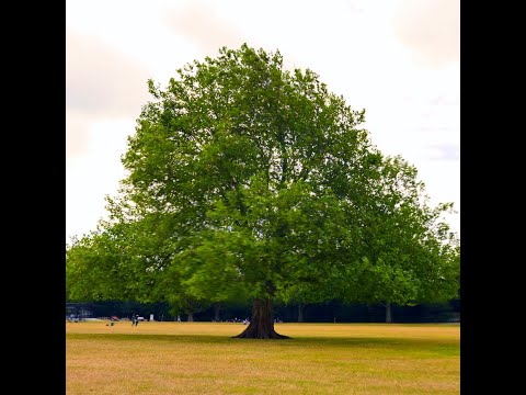 TREE OF LIFE
