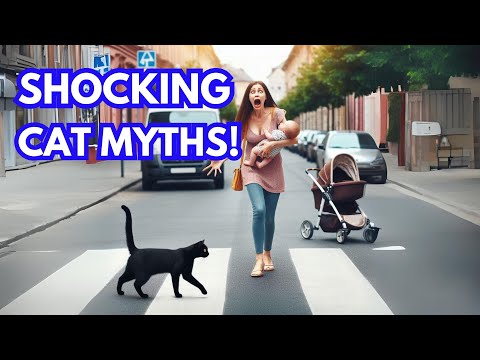 Debunking Common Myths About Cats! 2024