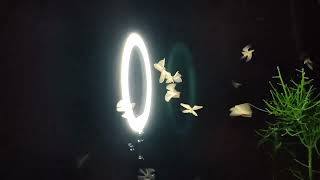 Ring Light with Fireflies