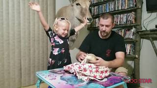 Unboxing a female pastel genetic stripe ball python from Brandon James Ball Pythons