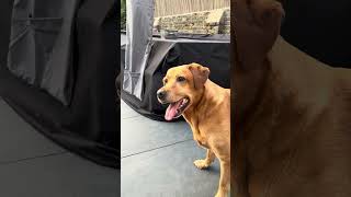 Training a Labrador to use the electric ball thrower machine #vlog #funny