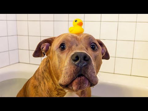 Funniest Dogs and Cats Videos 2025 🤣 Cutest Animal Friendships 🐾