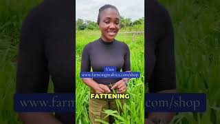 How To Fatten Your Animals in 2 Weeks! #semanhyiafarms #livestockfarm
