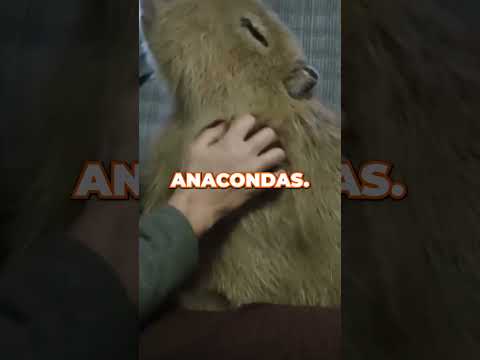 Capybara Chronicles: South America's Semi-Aquatic Giants Unveiled#wildlife #capybara #viralshorts