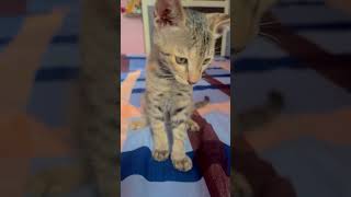 #catlovers #phonk #music #anime #animeedit #song #poplyrics #cat