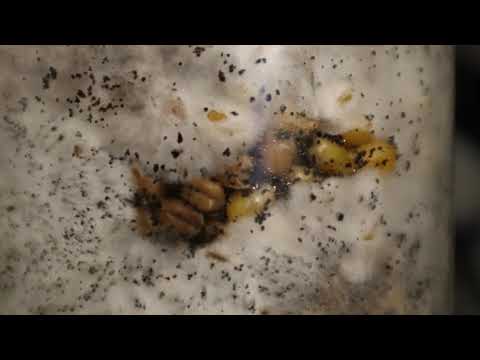 my pet oyster mushroom timelapse